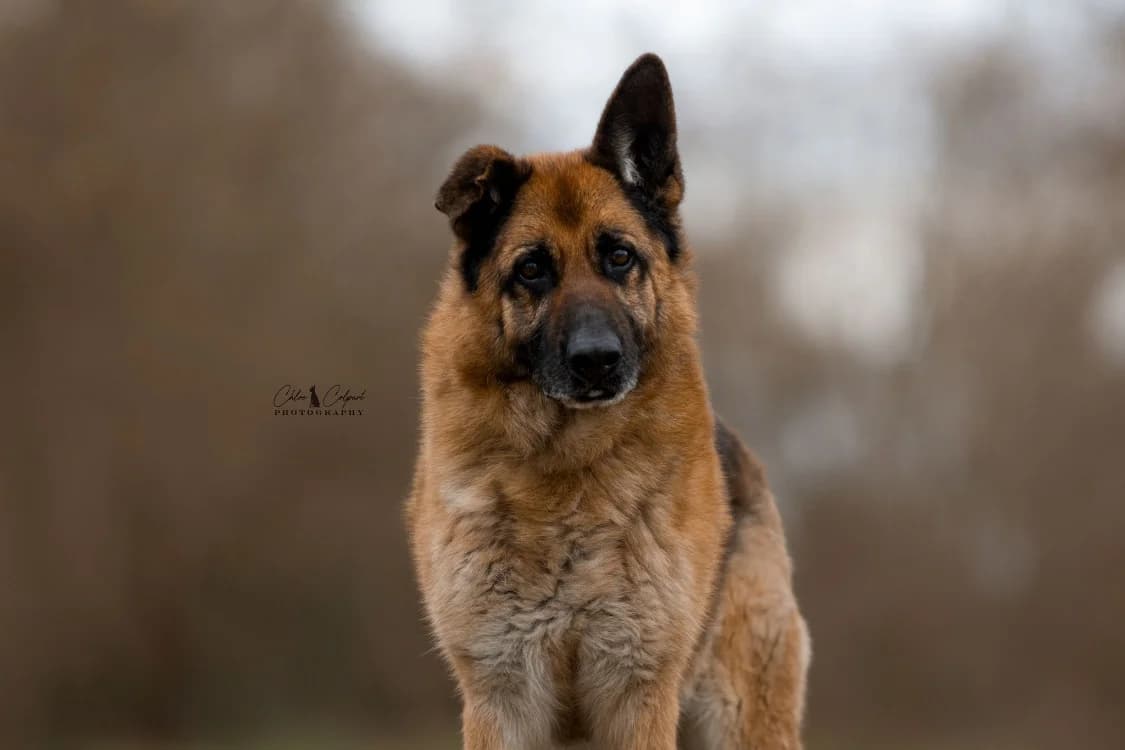 Onyx, female German Shepherd for adoption at SPA Golfech, Golfech