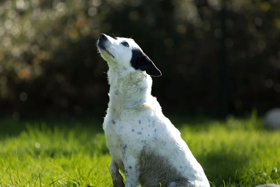Pablo, male Border Collie for adoption at SPA Golfech, Golfech