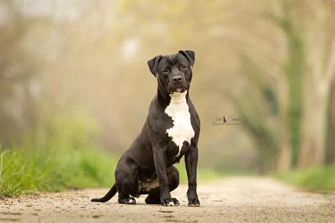 Dior, female Mixed Breed for adoption at SPA Golfech, Golfech