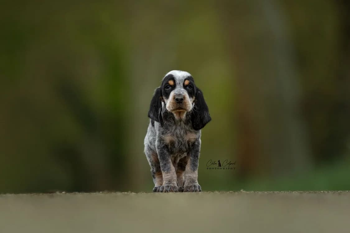 Brimir(reservé), male mixed breed for adoption at SPA Golfech, Golfech