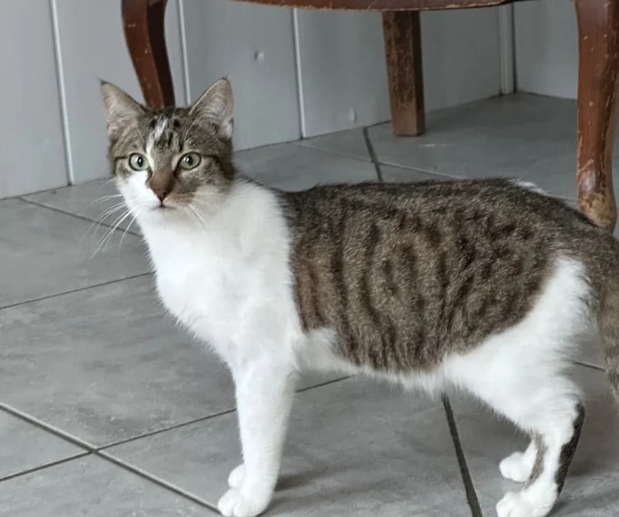 Arlington, male mixed breed for adoption at SPA Golfech, Golfech