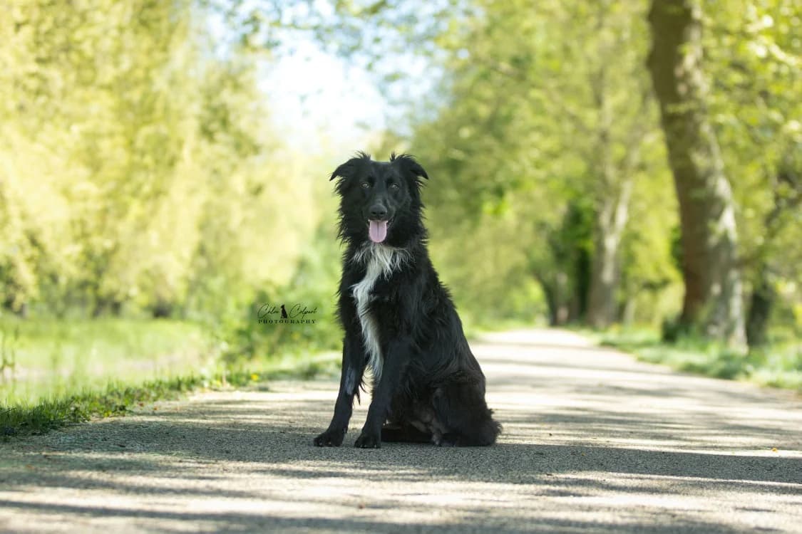Vito, male Border Collie for adoption at SPA Golfech, Golfech