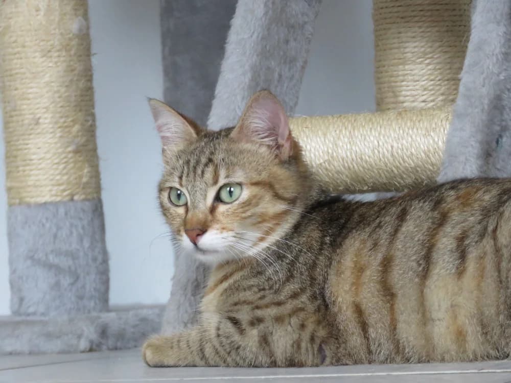 Alabama, female mixed breed for adoption at SPA Golfech, Golfech