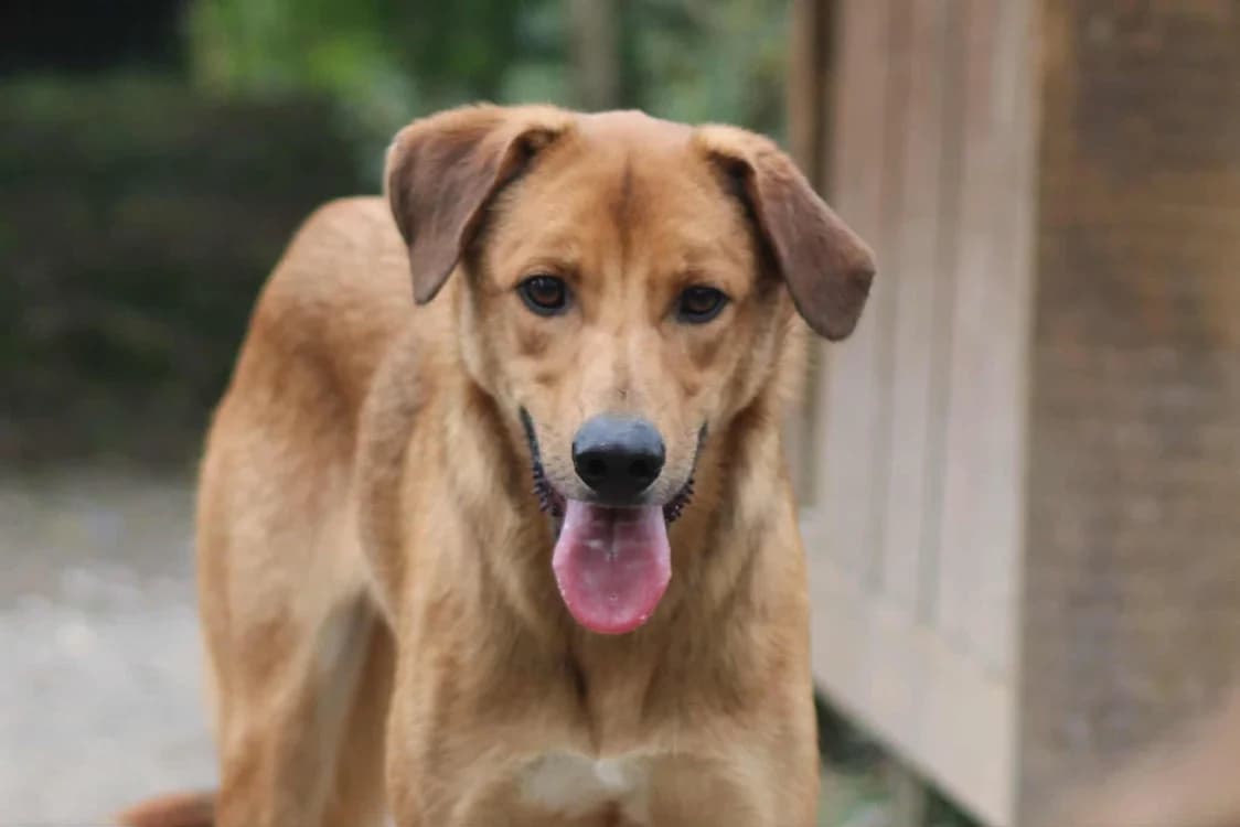 Mouto, male mixed breed for adoption at SPA Golfech, Golfech