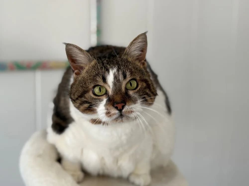 Pomona, female senior Mixed Breed for adoption at SPA Golfech, Golfech