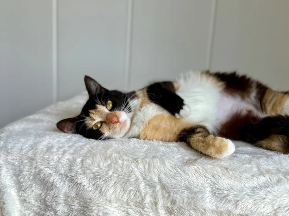 Avada, female Mixed Breed for adoption at SPA Golfech, Golfech