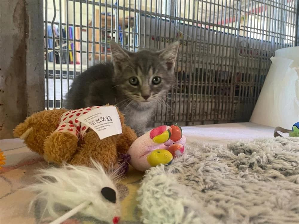 CARILLON, male mixed breed for adoption at Confédération Nationale des SPA