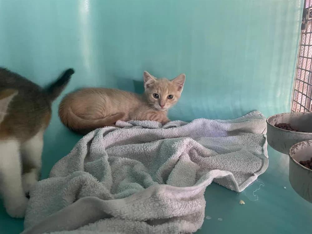 GAÏTA, female mixed breed for adoption at Confédération Nationale des SPA