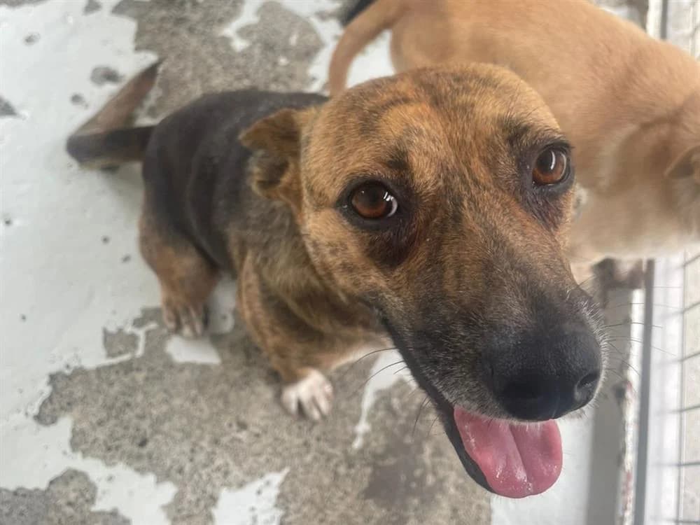HOPPY, female Mixed Breed for adoption at Confédération Nationale des SPA