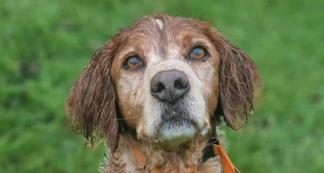 LOKI, male Brittany Spaniel for adoption at SPA La Roche-sur-Yon, Roche Sur Yon