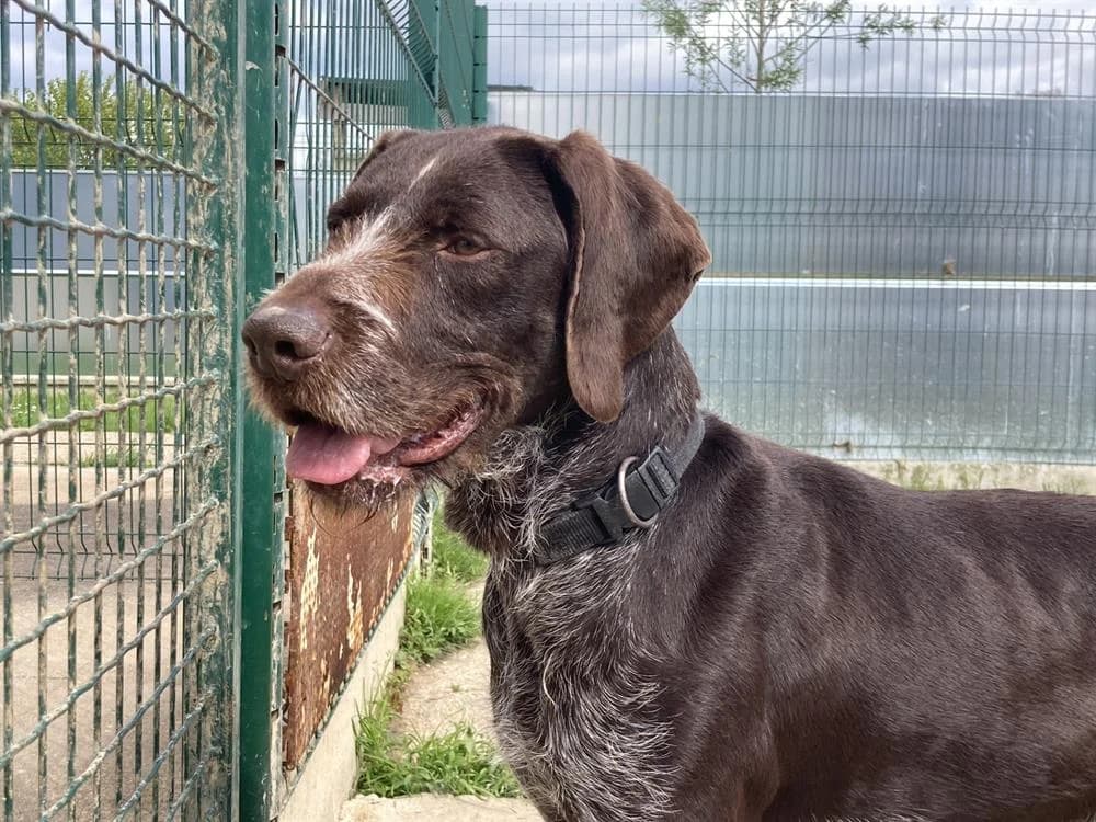 NIELS, male 7yo mixed breed for adoption at SPA La Roche-sur-Yon, Roche Sur Yon