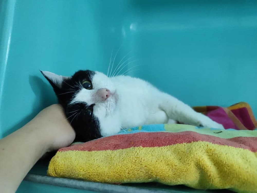 SALTO (PROMIS), male mixed breed for adoption at SPA La Roche-sur-Yon, Roche Sur Yon