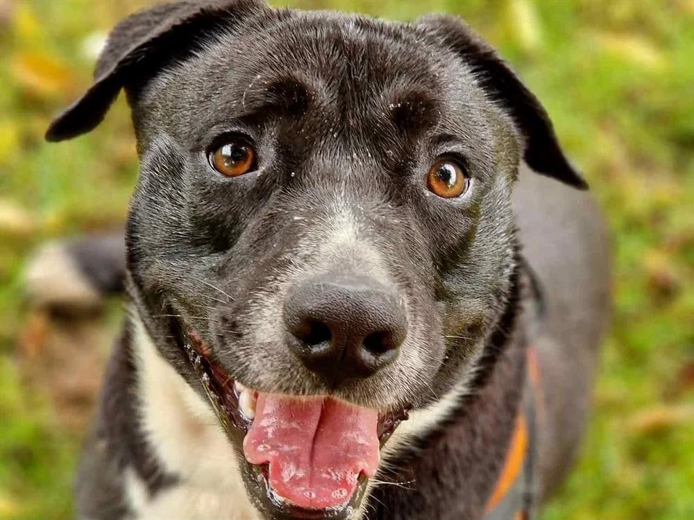 BERETTA, male Mixed Breed for adoption at SPA La Roche-sur-Yon, Roche Sur Yon