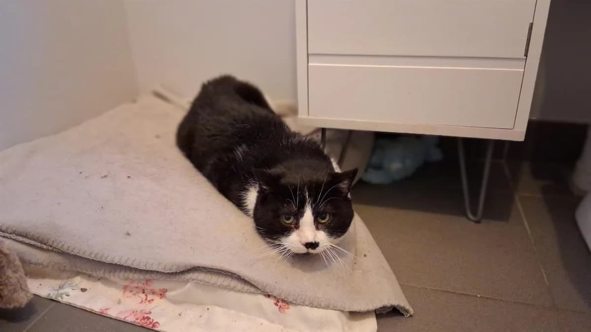 DAKAR, male mixed breed for adoption at SPA La Roche-sur-Yon, Roche Sur Yon