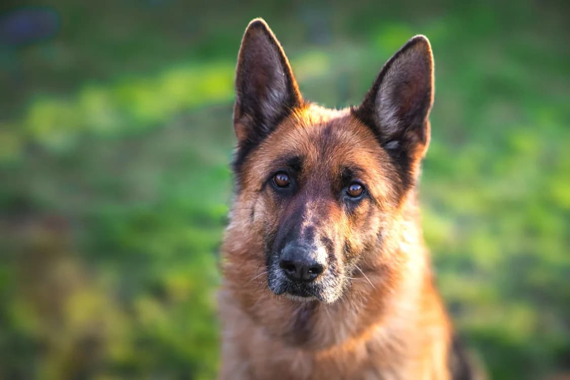 Orla, female German Shepherd for adoption at SPA La Roche-sur-Yon, Roche Sur Yon