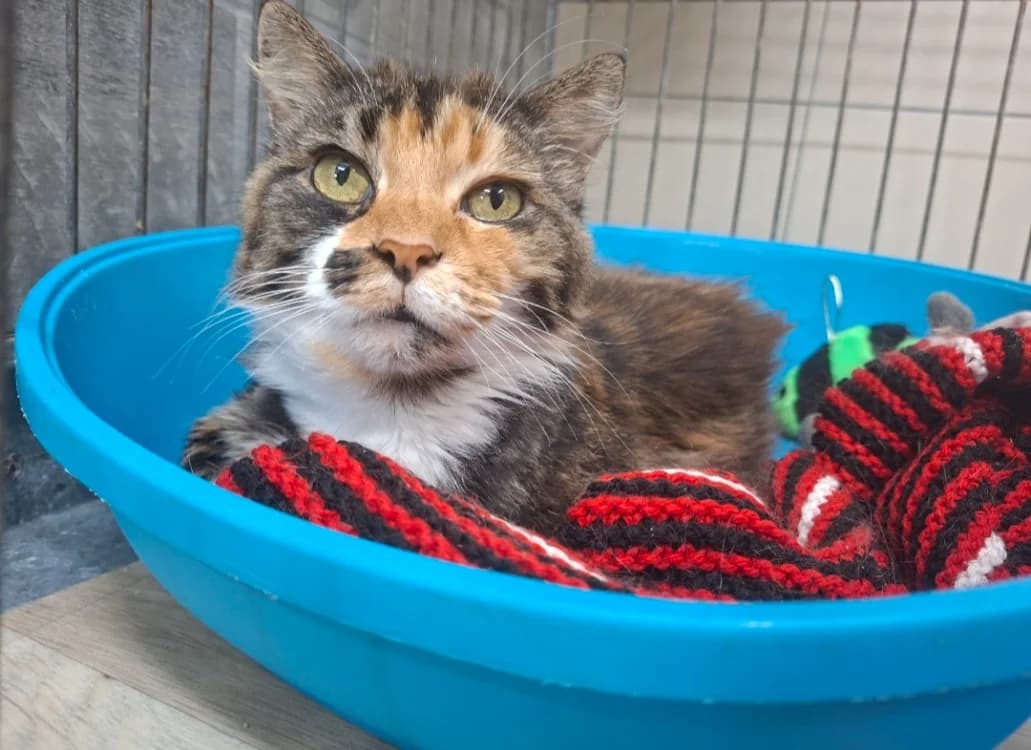 CALINE / promise - merci, female mixed breed for adoption at SPA La Roche-sur-Yon, Roche Sur Yon