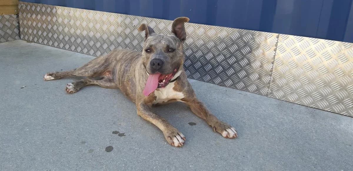 MADEMOISELLE, female Staffordshire Bull Terrier for adoption at SPA La Roche-sur-Yon, Roche Sur Yon