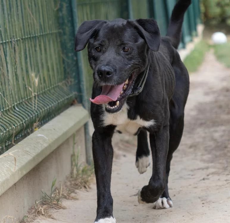 Shadow, male Labrador Retriever for adoption at SPA La Roche-sur-Yon, Roche Sur Yon