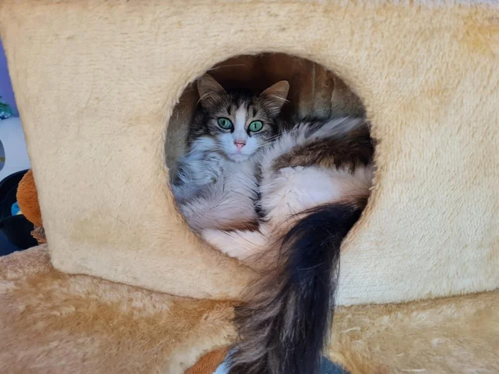 BINGA, female senior mixed breed for adoption at SPA La Roche-sur-Yon, Roche Sur Yon