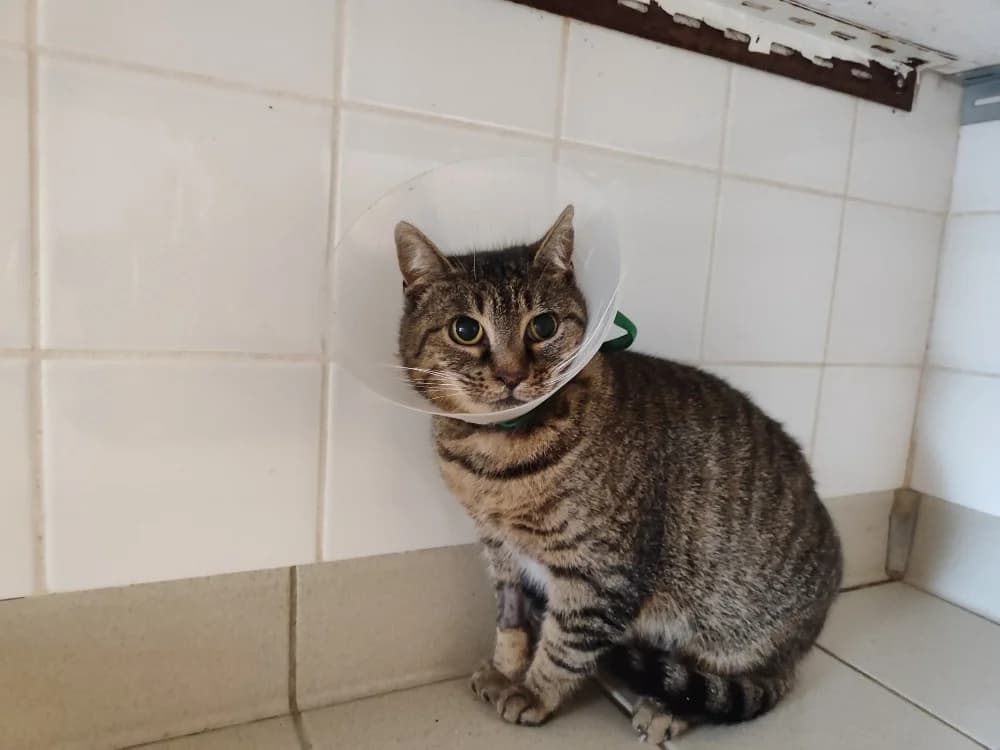 CERISE, female mixed breed for adoption at SPA La Roche-sur-Yon, Roche Sur Yon