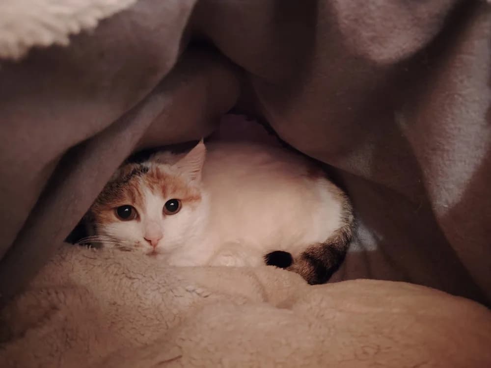 PUZZLE, female mixed breed for adoption at SPA La Roche-sur-Yon, Roche Sur Yon