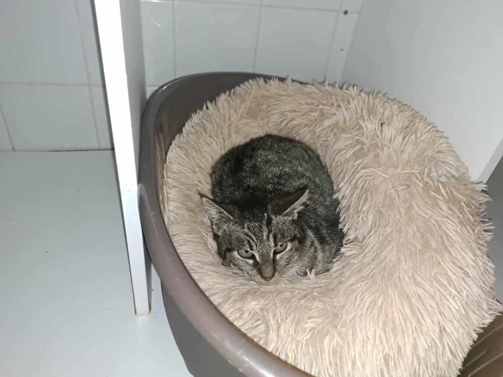 SHANEL, female senior mixed breed for adoption at SPA La Roche-sur-Yon, Roche Sur Yon