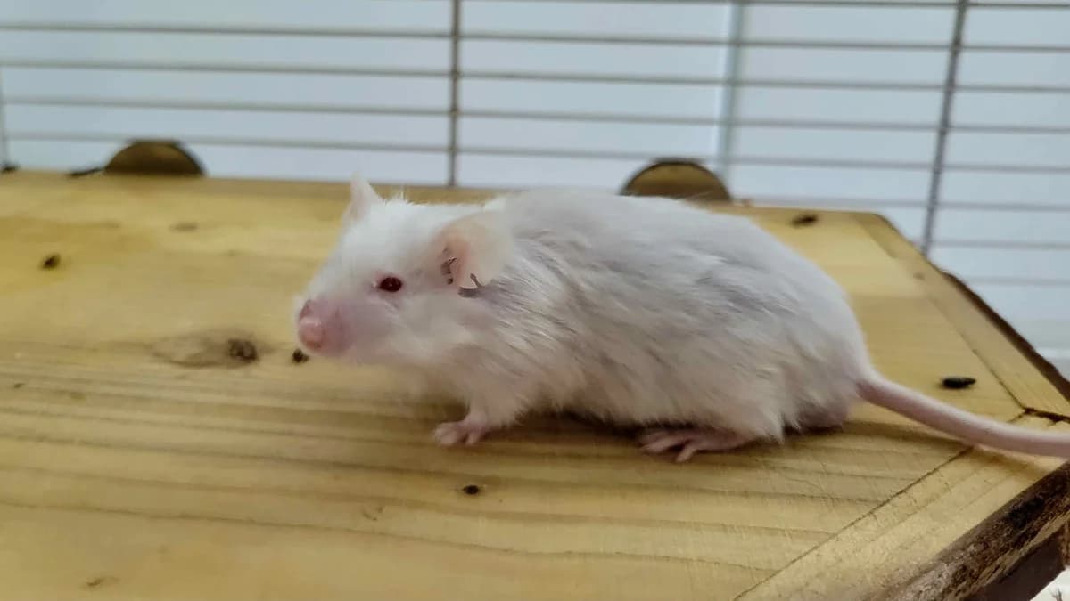 STUART, male mixed breed for adoption at SPA La Roche-sur-Yon, Roche Sur Yon