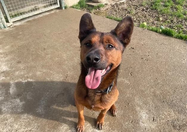 VOLDI, male Belgian Malinois for adoption at SPA La Roche-sur-Yon, Roche Sur Yon