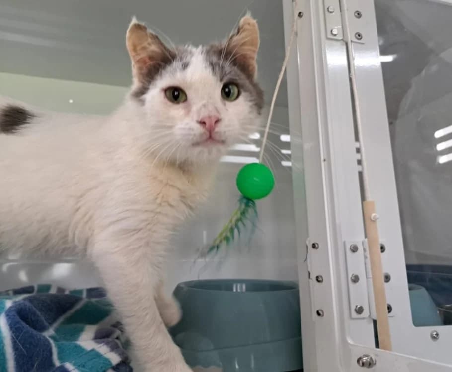 MINIMUS, male mixed breed for adoption at SPA La Roche-sur-Yon, Roche Sur Yon