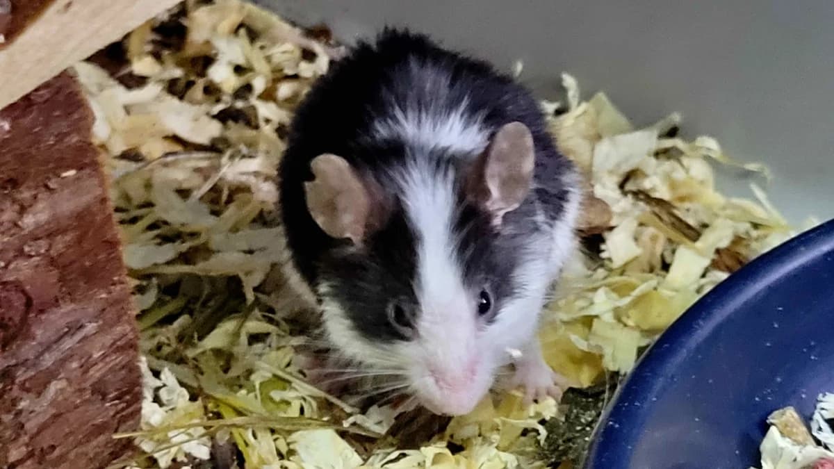 SQUEEK, female mixed breed for adoption at SPA La Roche-sur-Yon, Roche Sur Yon