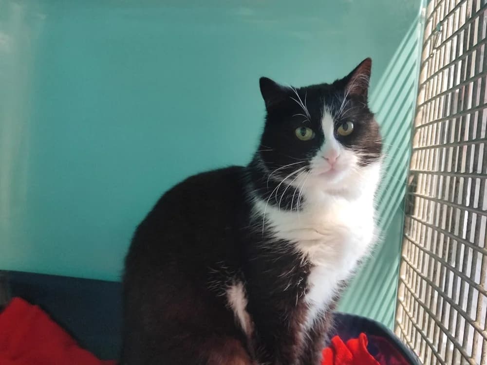 RAPHAEL, male mixed breed for adoption at SPA La Roche-sur-Yon, Roche Sur Yon