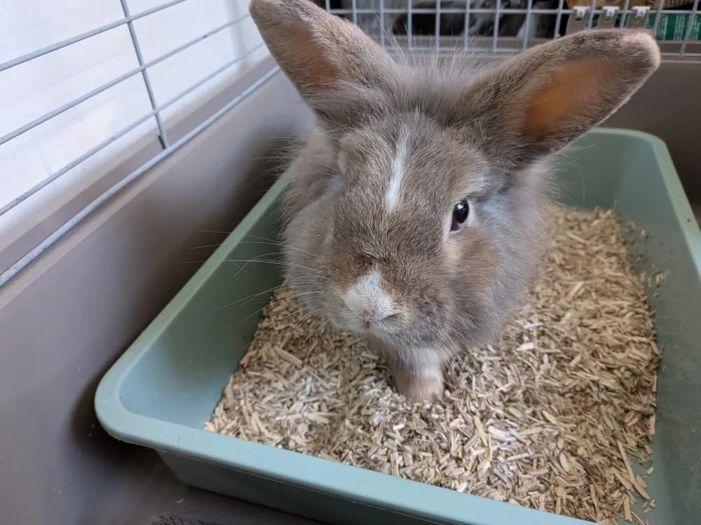 DEWEY promis, male mixed breed for adoption at SPA La Roche-sur-Yon, Roche Sur Yon