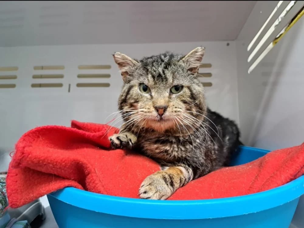 KENDALL, male mixed breed for adoption at SPA La Roche-sur-Yon, Roche Sur Yon