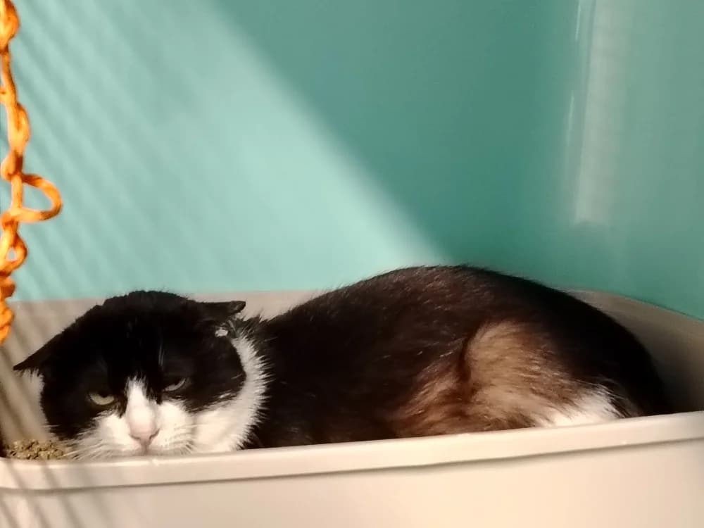 EMILE, male mixed breed for adoption at SPA La Roche-sur-Yon, Roche Sur Yon