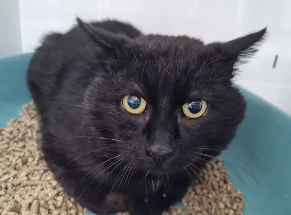 ONYX, male mixed breed for adoption at SPA La Roche-sur-Yon, Roche Sur Yon