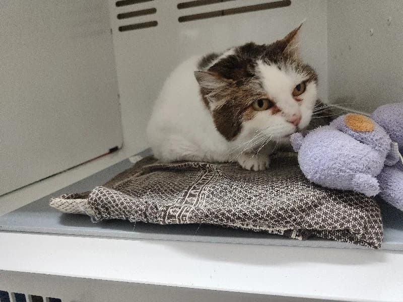 CANDIE, female mixed breed for adoption at SPA La Roche-sur-Yon, Roche Sur Yon