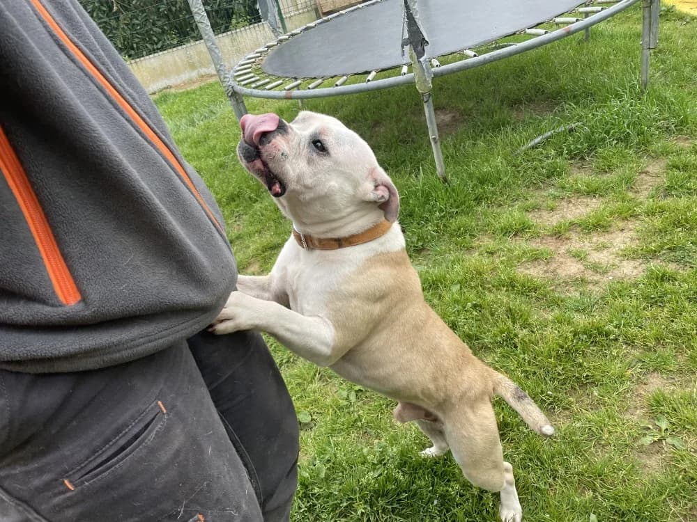 USKO, male young American Bully for adoption at SPA La Roche-sur-Yon, Roche Sur Yon