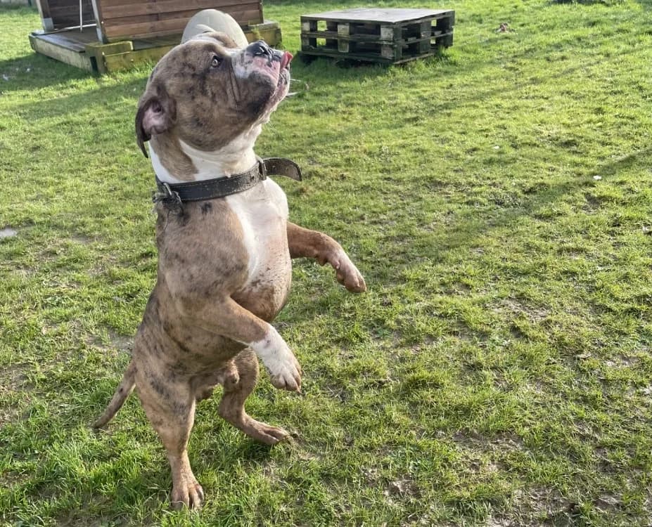 BOUBOU, male young American Bully for adoption at SPA La Roche-sur-Yon, Roche Sur Yon