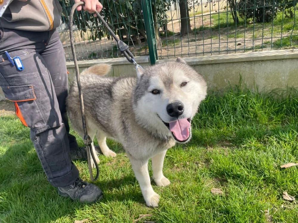FALCKO Promis, male Husky for adoption at SPA La Roche-sur-Yon, Roche Sur Yon