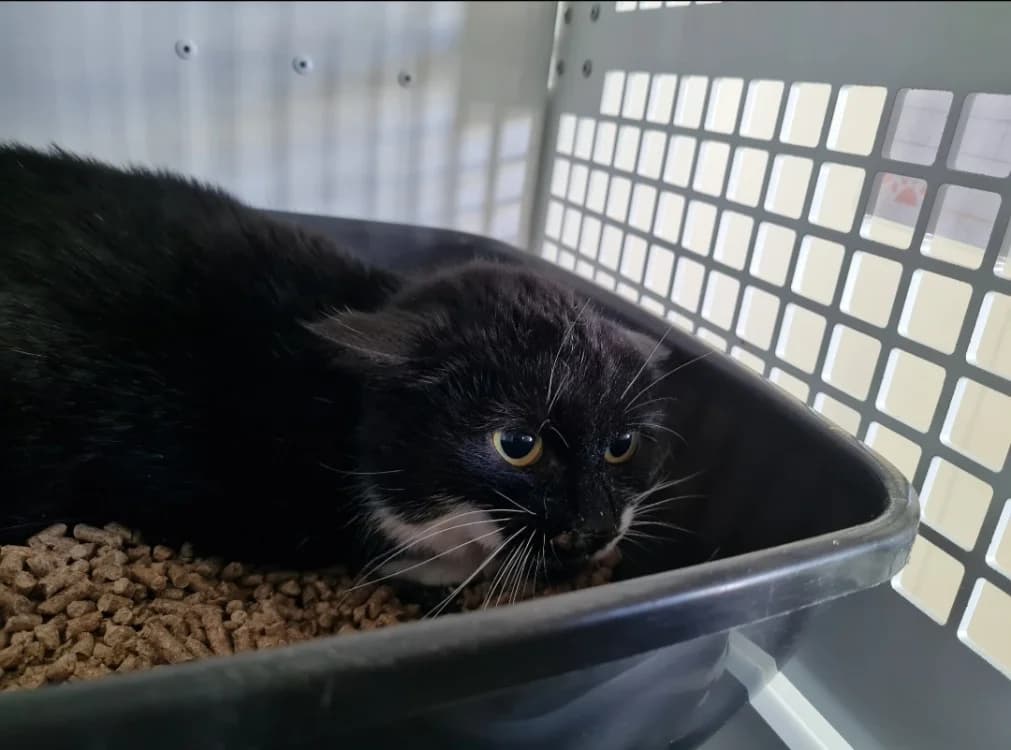 PRUNE, female mixed breed for adoption at SPA La Roche-sur-Yon, Roche Sur Yon