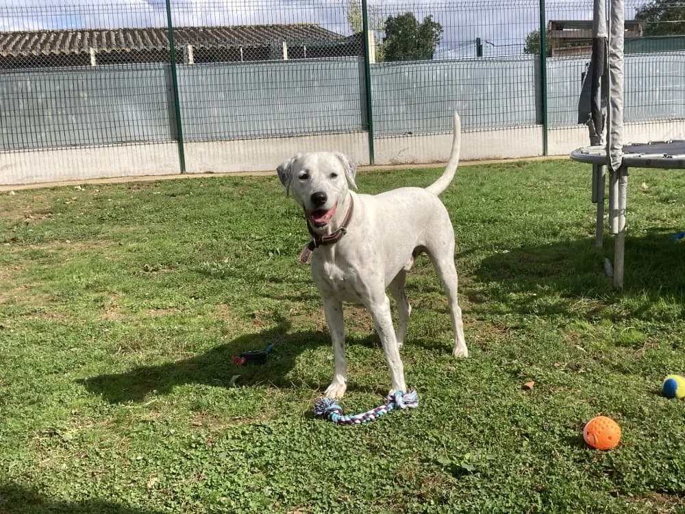 OLAF, male Dalmatian for adoption at SPA La Roche-sur-Yon, Roche Sur Yon
