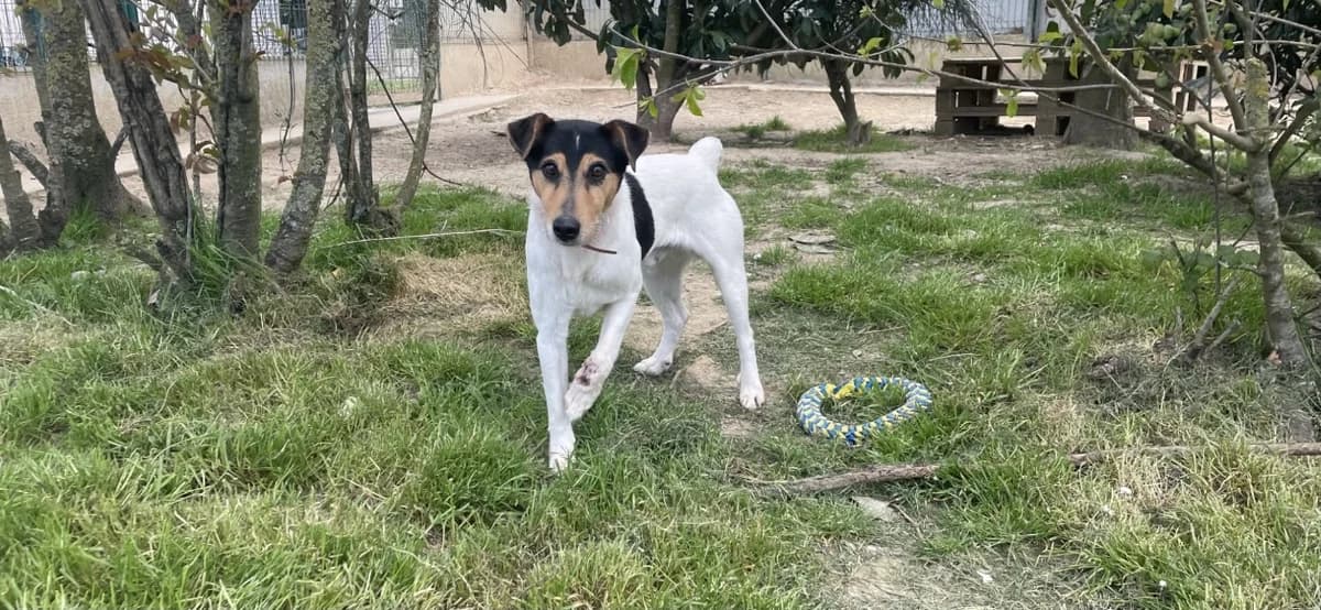 PRAT, male mixed breed for adoption at SPA La Roche-sur-Yon, Roche Sur Yon