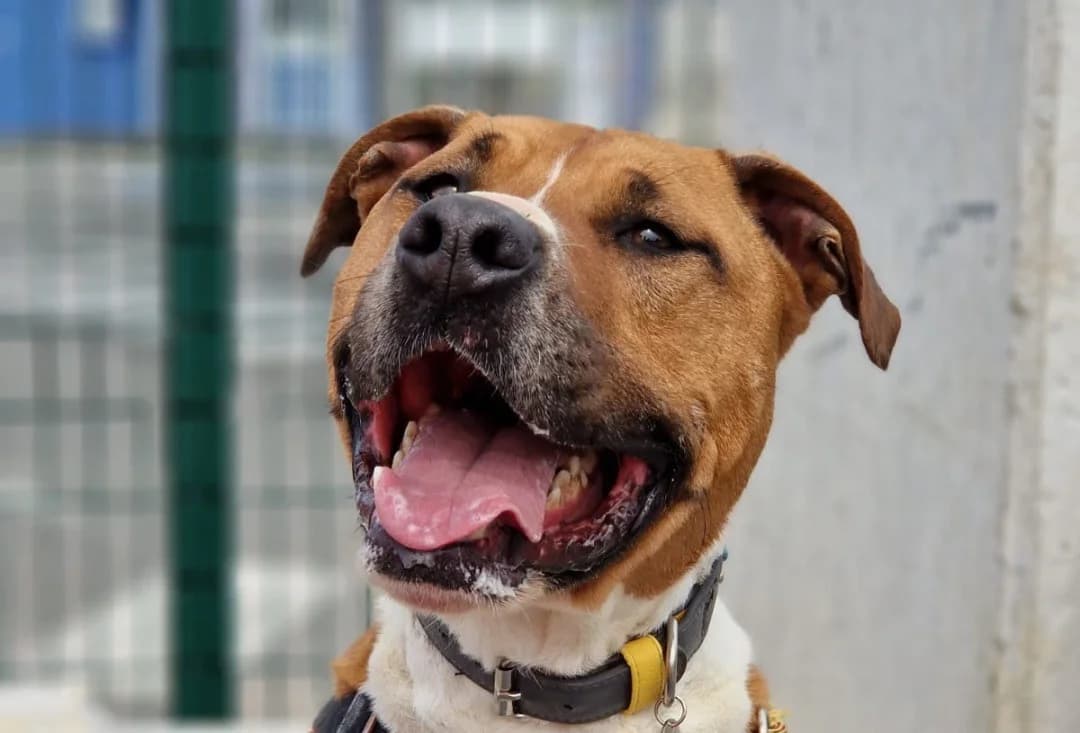 DUNCAN (promis), male Mixed Breed for adoption at SPA La Roche-sur-Yon, Roche Sur Yon