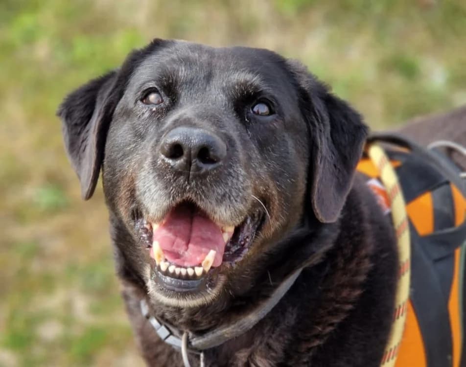 OSANA (promise), female Labrador Retriever for adoption at SPA La Roche-sur-Yon, Roche Sur Yon