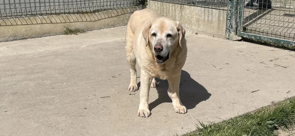 BAYLA Promise, female Labrador Retriever for adoption at SPA La Roche-sur-Yon, Roche Sur Yon