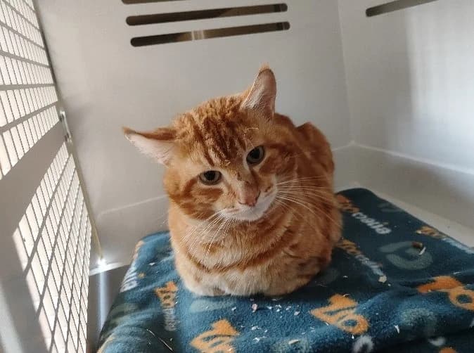 BRAD, male mixed breed for adoption at SPA La Roche-sur-Yon, Roche Sur Yon