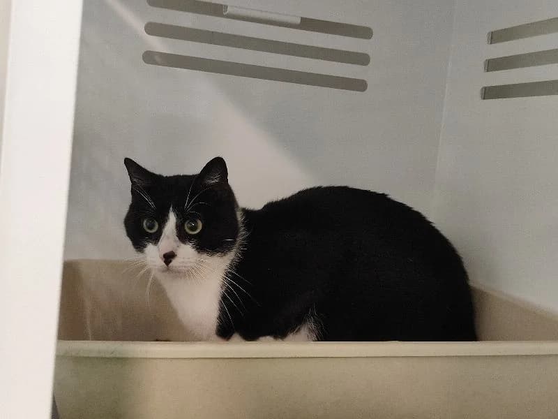 ALASTOR, male mixed breed for adoption at SPA La Roche-sur-Yon, Roche Sur Yon