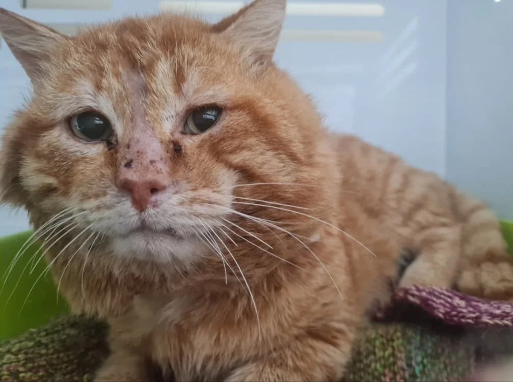 ZUMO, male mixed breed for adoption at SPA La Roche-sur-Yon, Roche Sur Yon