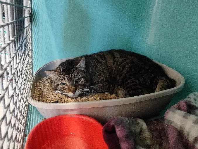 ASTOR, male mixed breed for adoption at SPA La Roche-sur-Yon, Roche Sur Yon