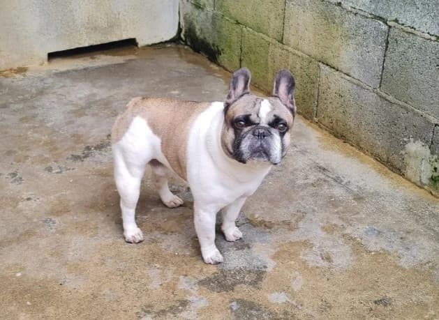 DOUDOU (promis), male French Bulldog for adoption at SPA La Roche-sur-Yon, Roche Sur Yon
